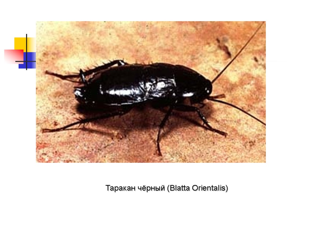 Таракан чёрный (Blatta Orientalis)